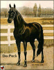 Dan Patch